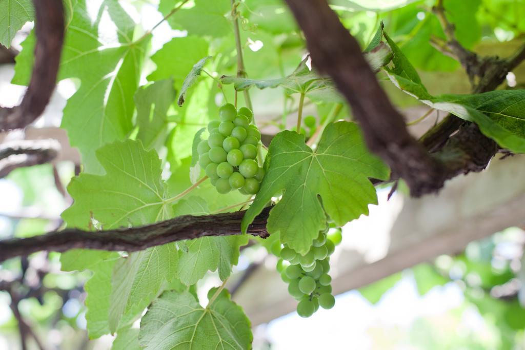 The Vineyard On בליטו מראה חיצוני תמונה